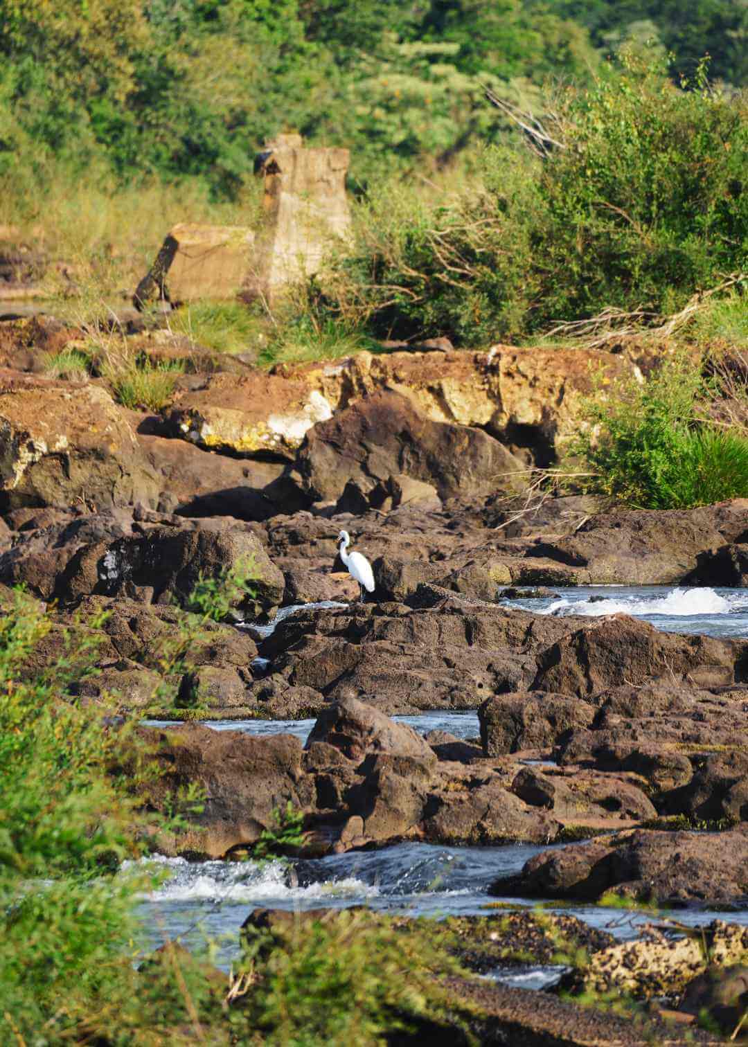 Garza en el circuito superior del Parque Nacional Iguazú