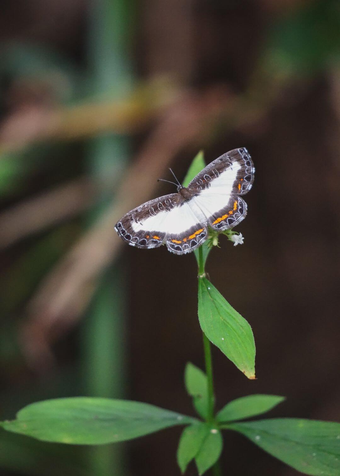 Mariposa con alas abiertas