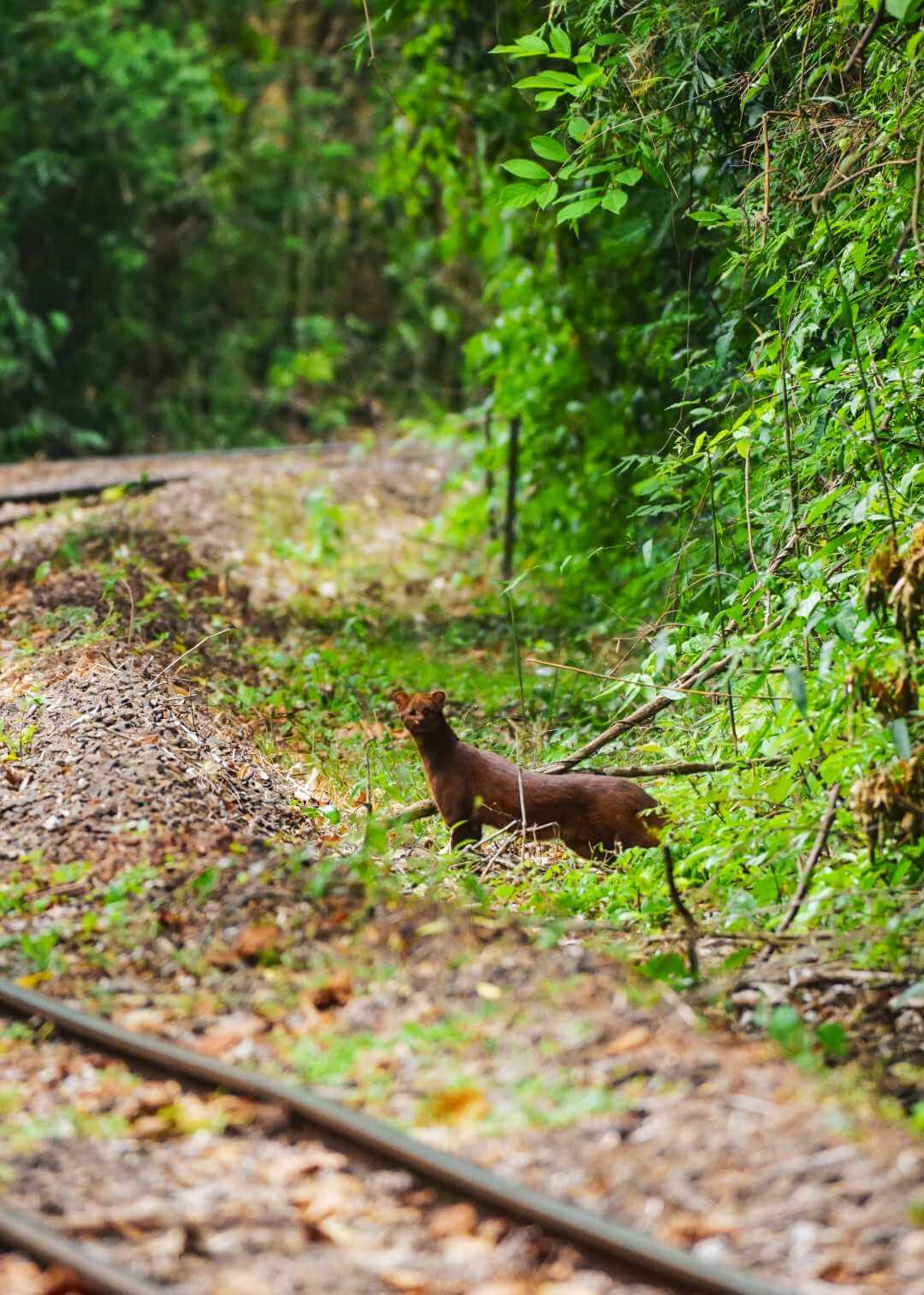 Yaguarundí en la selva misionera de Iguazú