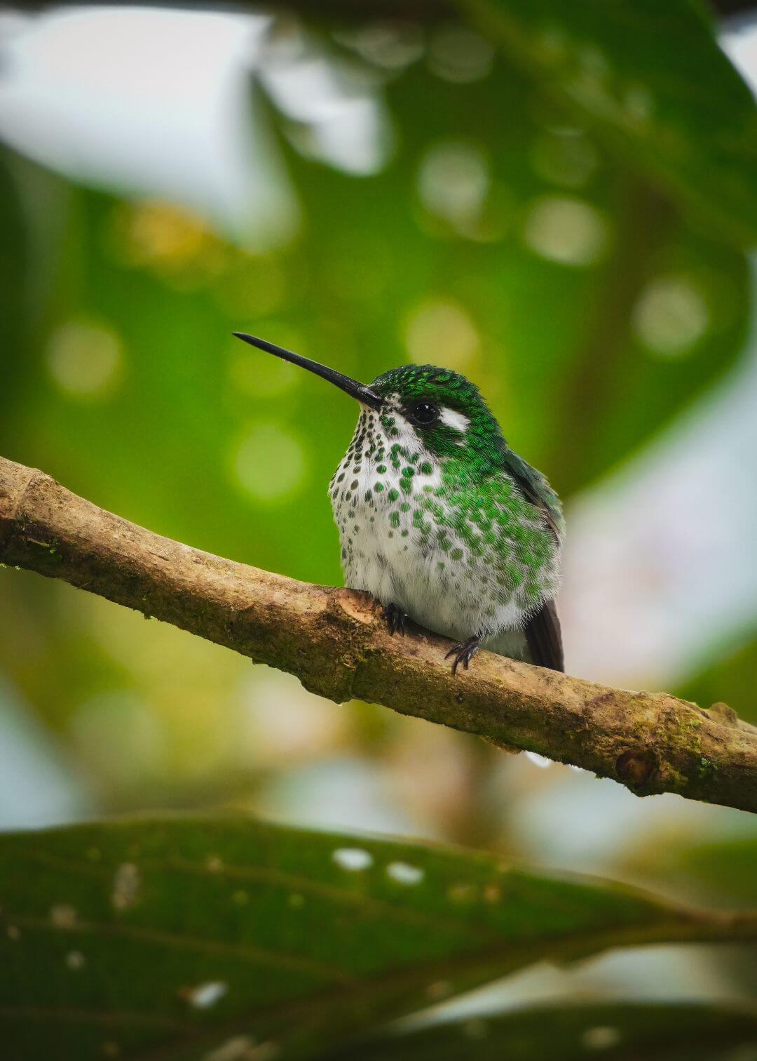 Avistamiento de aves en el Pacífico colombiano