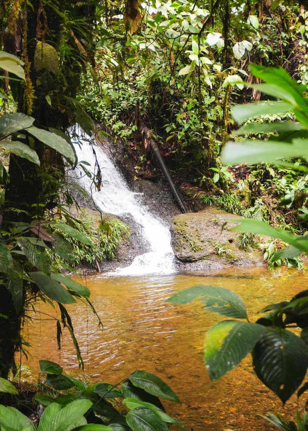 Cascada en medio de la selva del Chocó biogeográfico