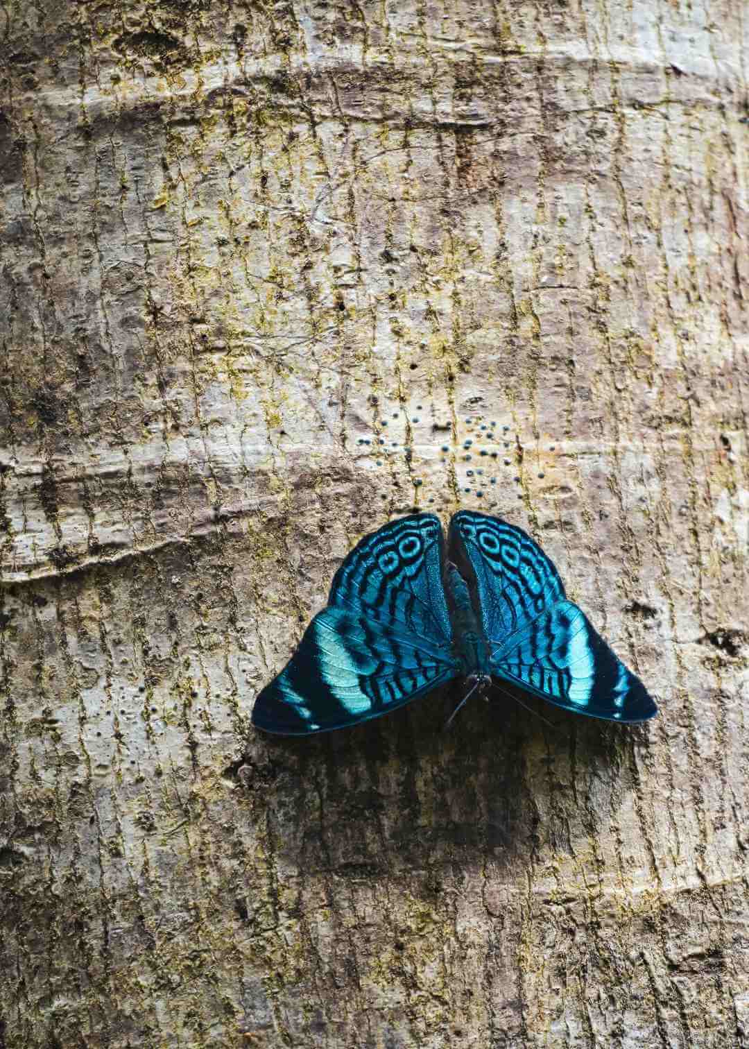 Mariposa en la selva húmeda del Pacífico