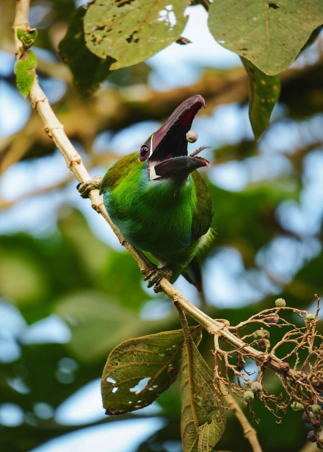 Tucancito Esmeralda