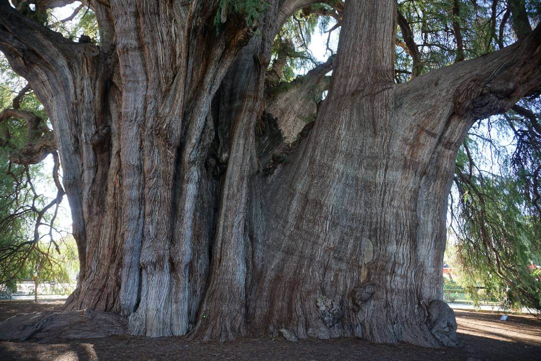 Ancho del árbol de Santa María del Tule