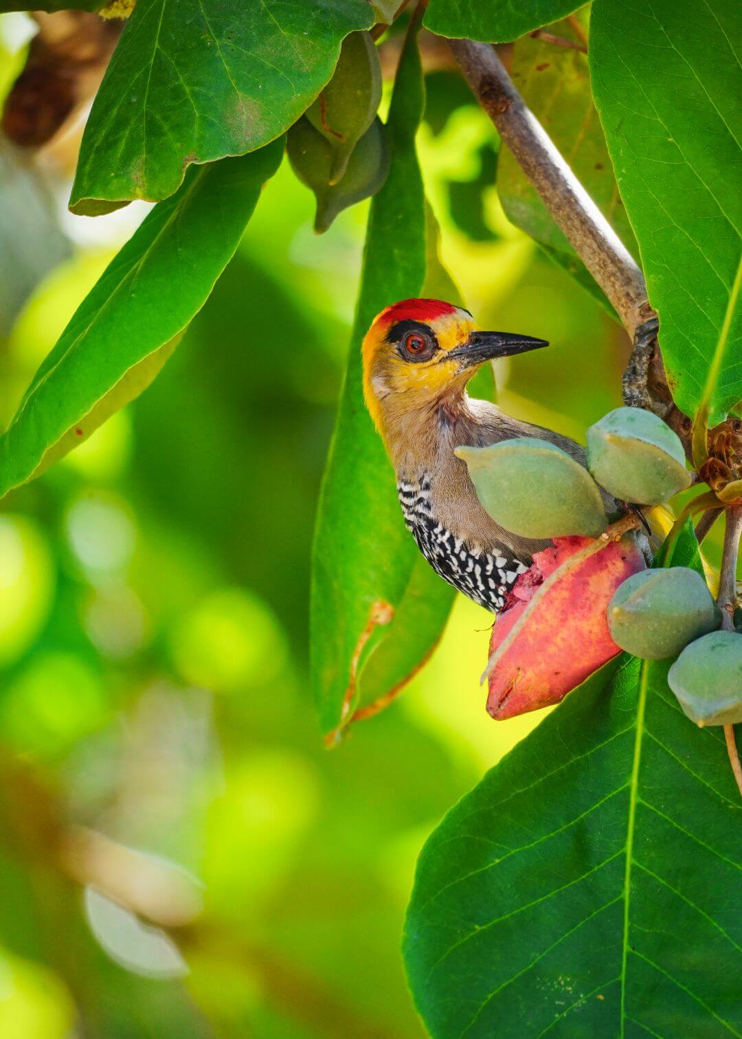 Birdwatching Oaxaca