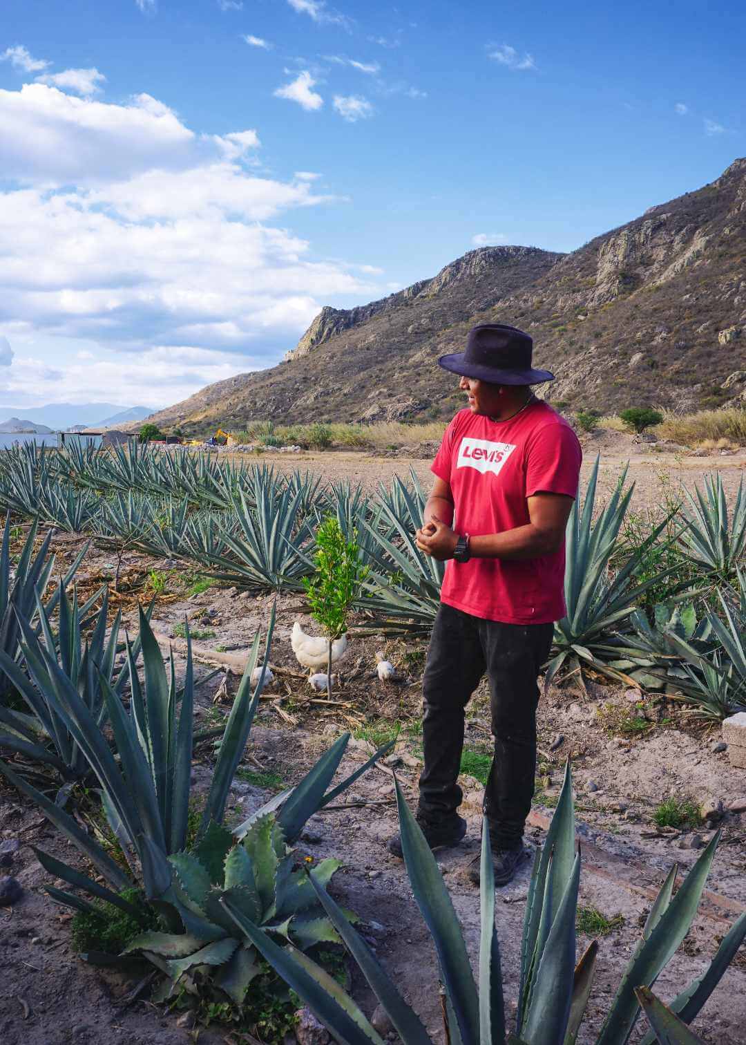 Campos de agave