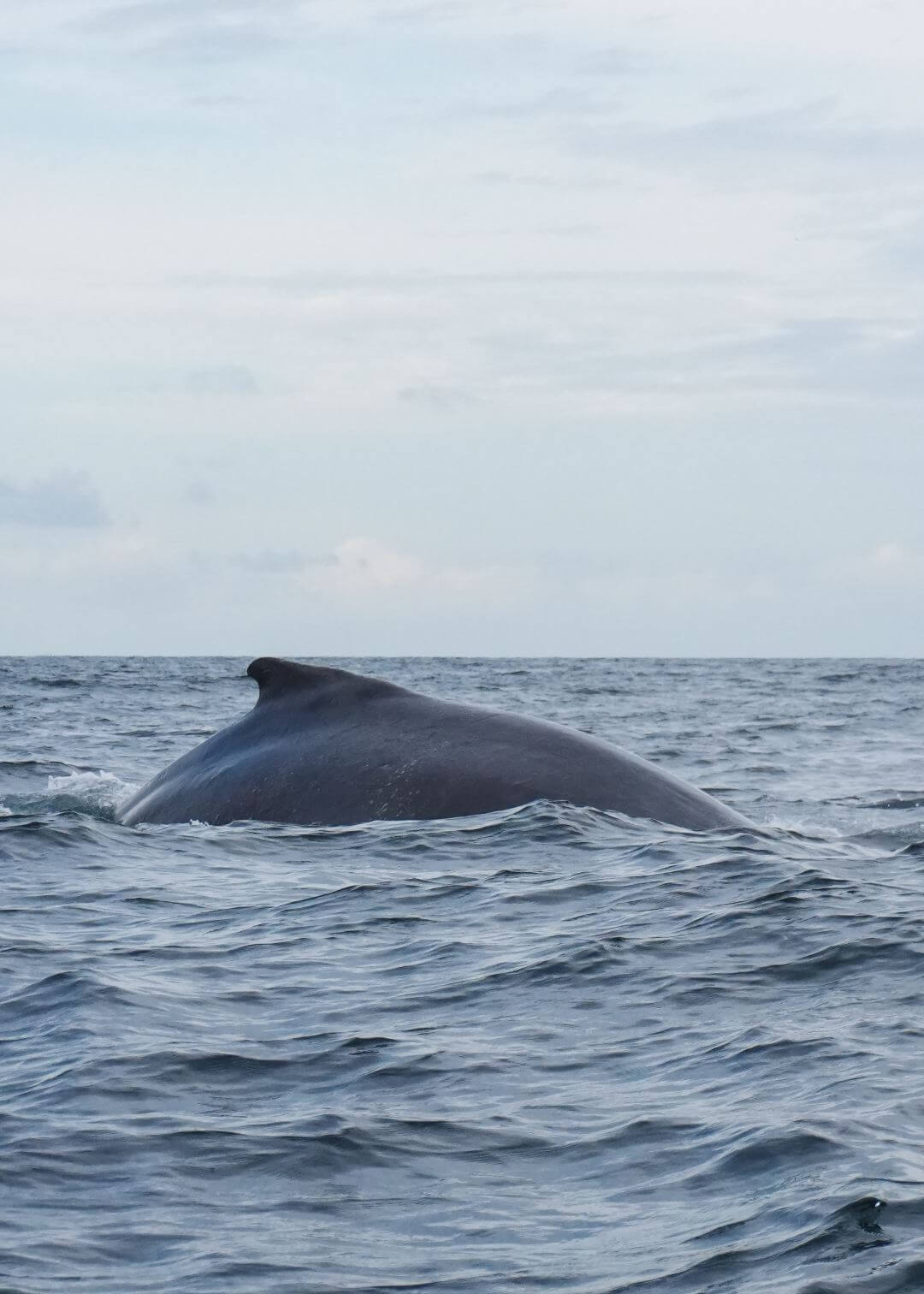 Donde ver ballenas yubartas en Colombia