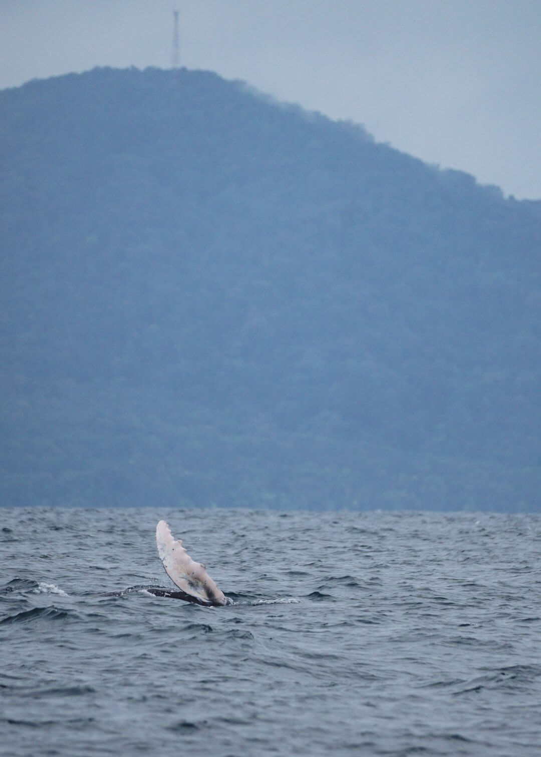 Aleta de ballena jorobada durante la migración a Colombia