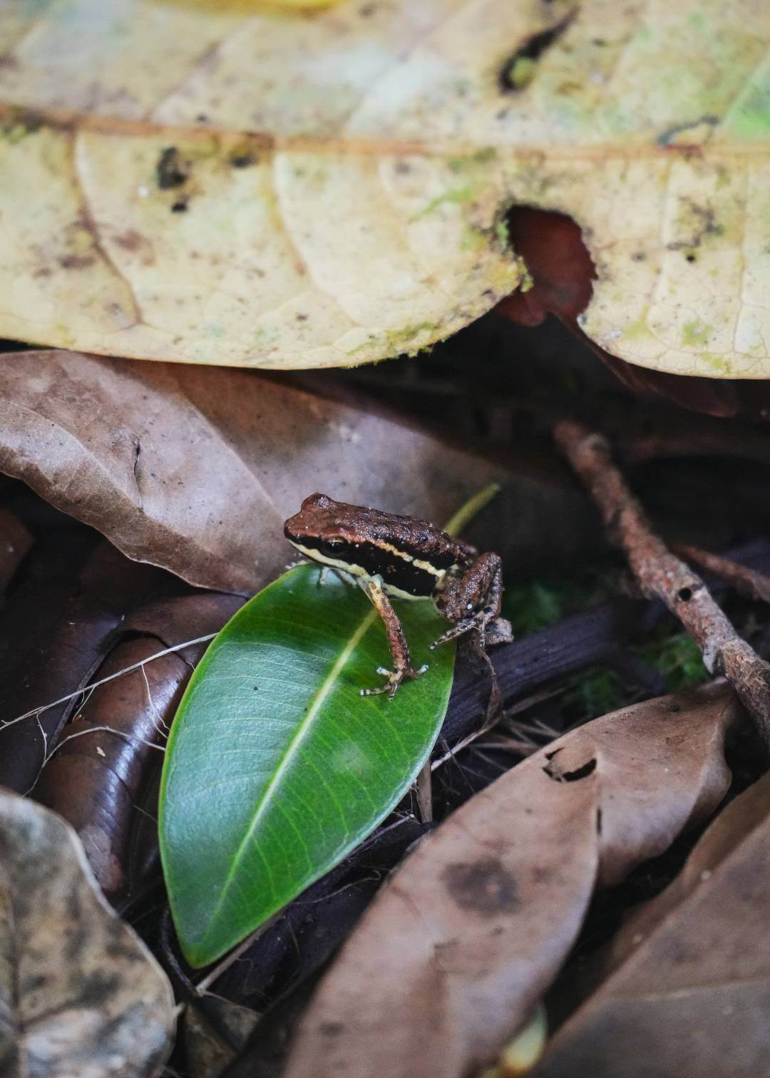 Avistamiento de ranas en Colombia