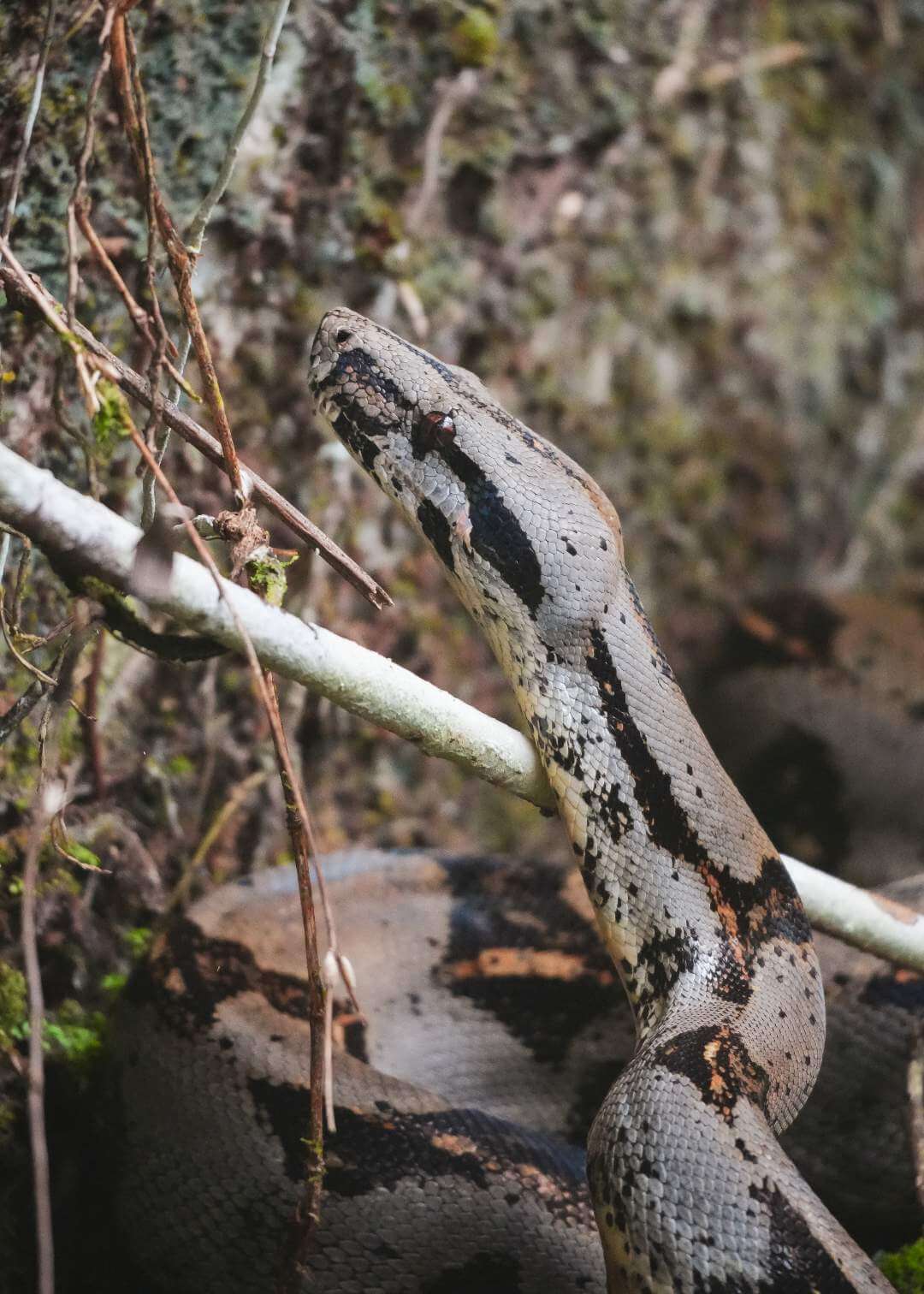 Boa constrictor