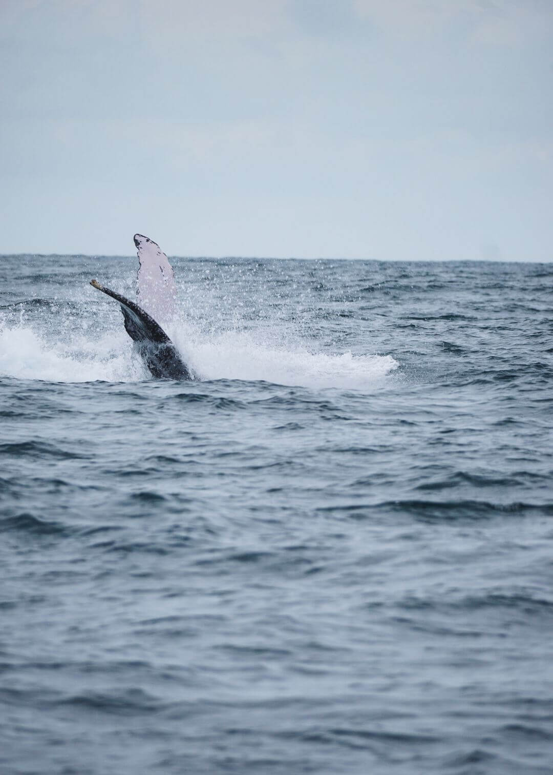 Cola de ballena jorobada