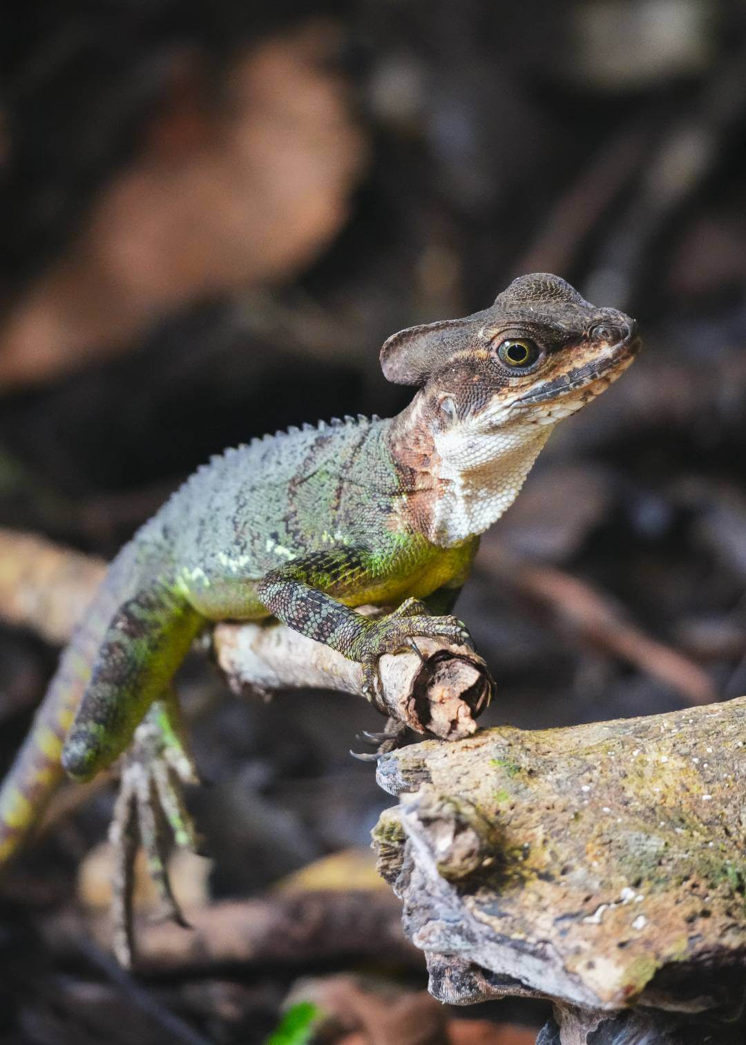 Fauna de Isla Gorgona en Colombia