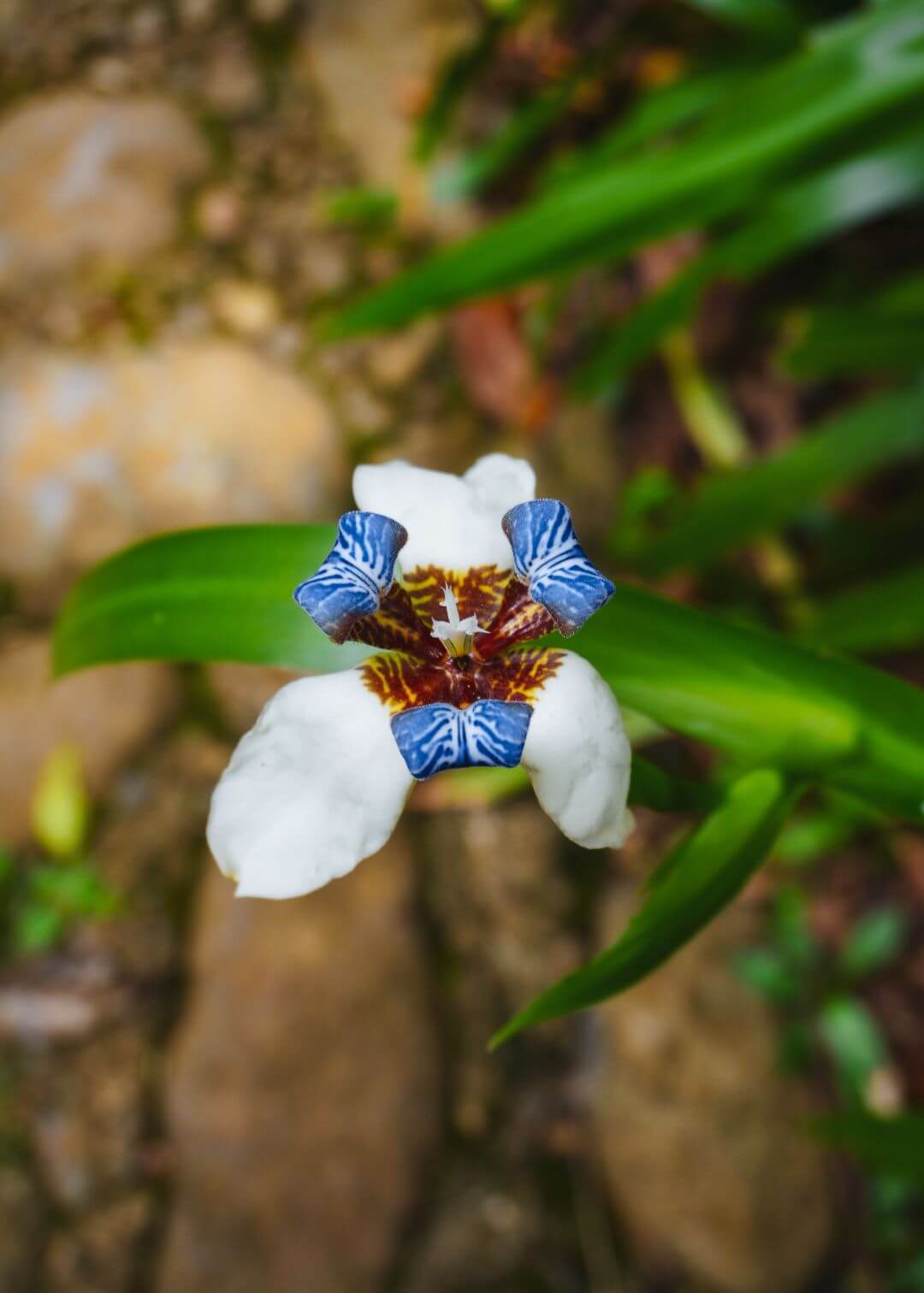 Orquídea en Jardín Botánico Los Balsos