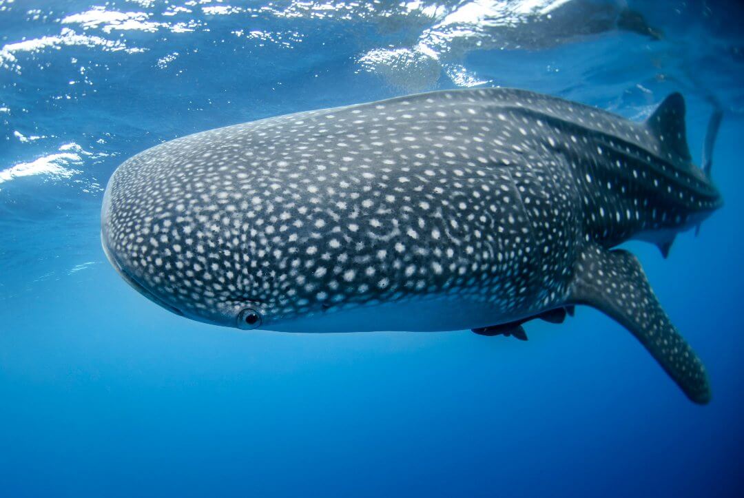 Tiburón ballena