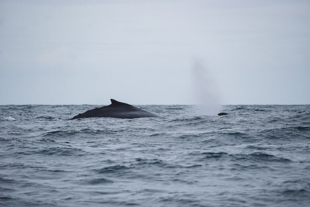 Avistamiento de ballenas en Gorgona Island