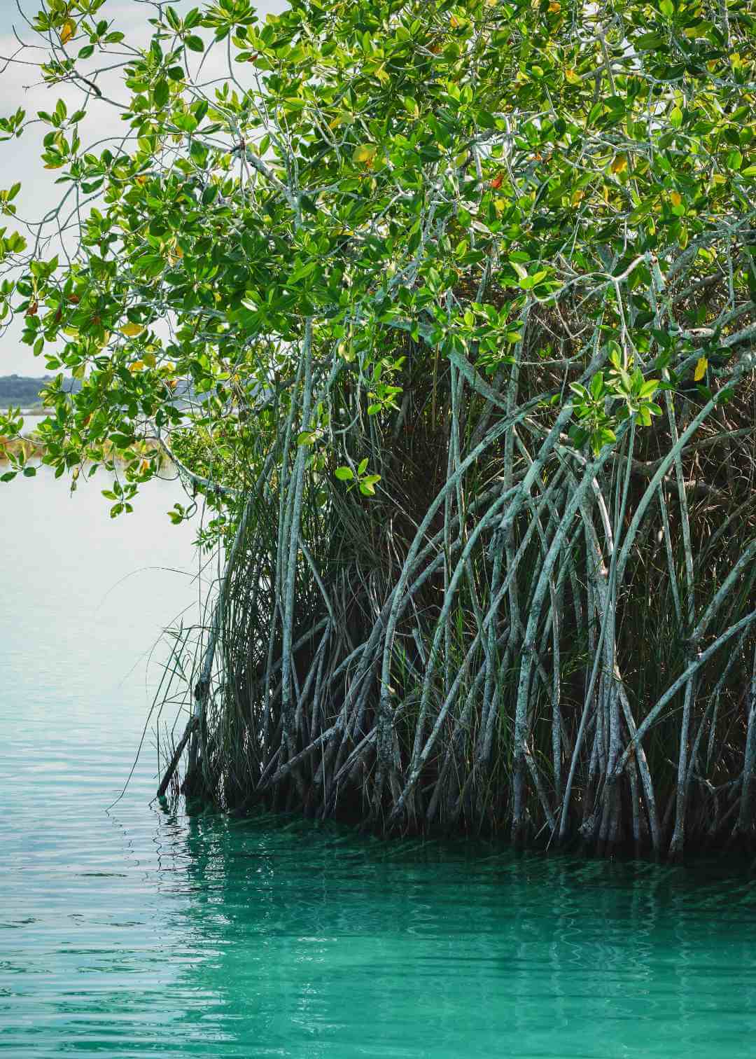 Mangle de laguna de México