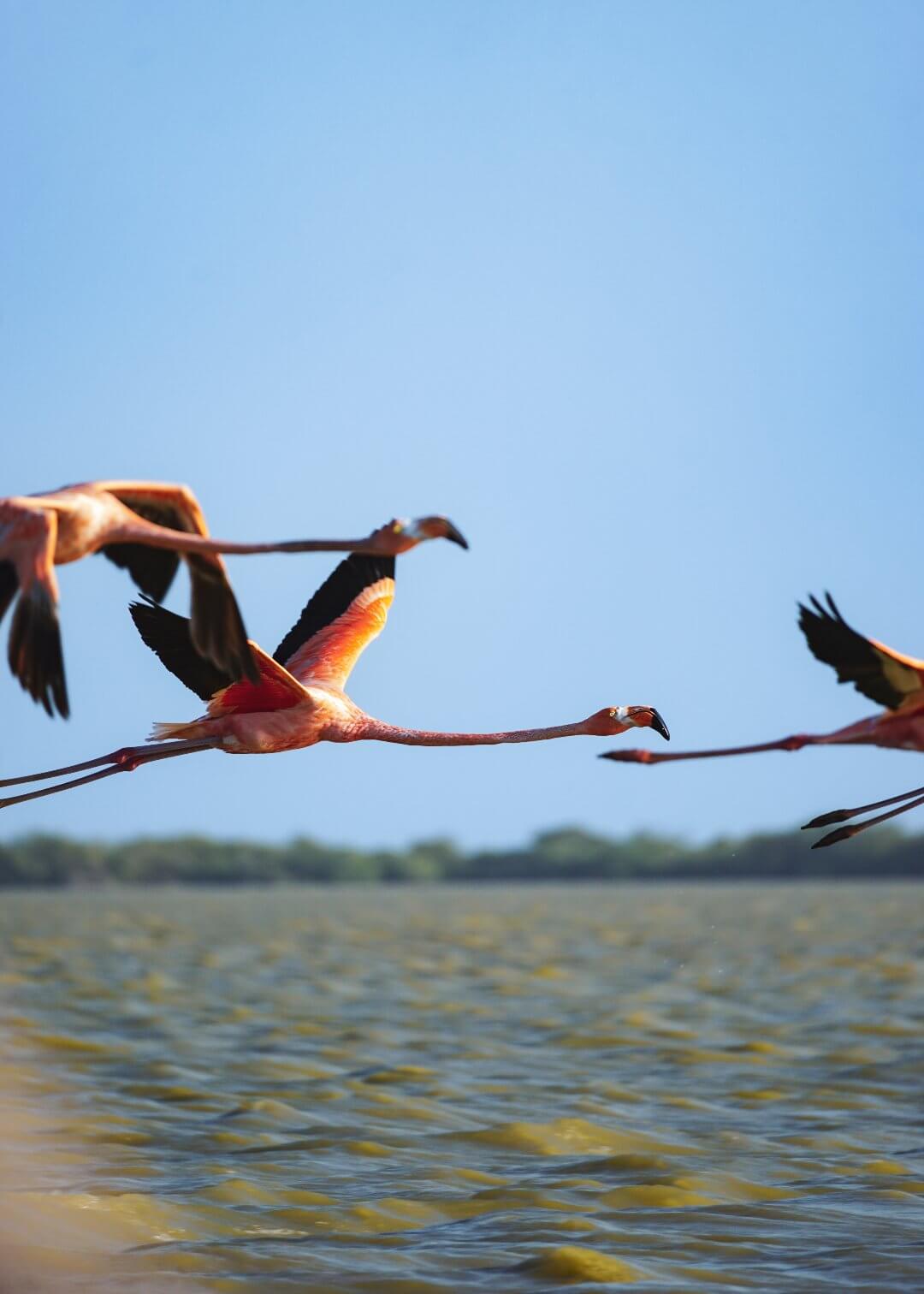 Flamencos rosados en la Alta Guajira de Colombia