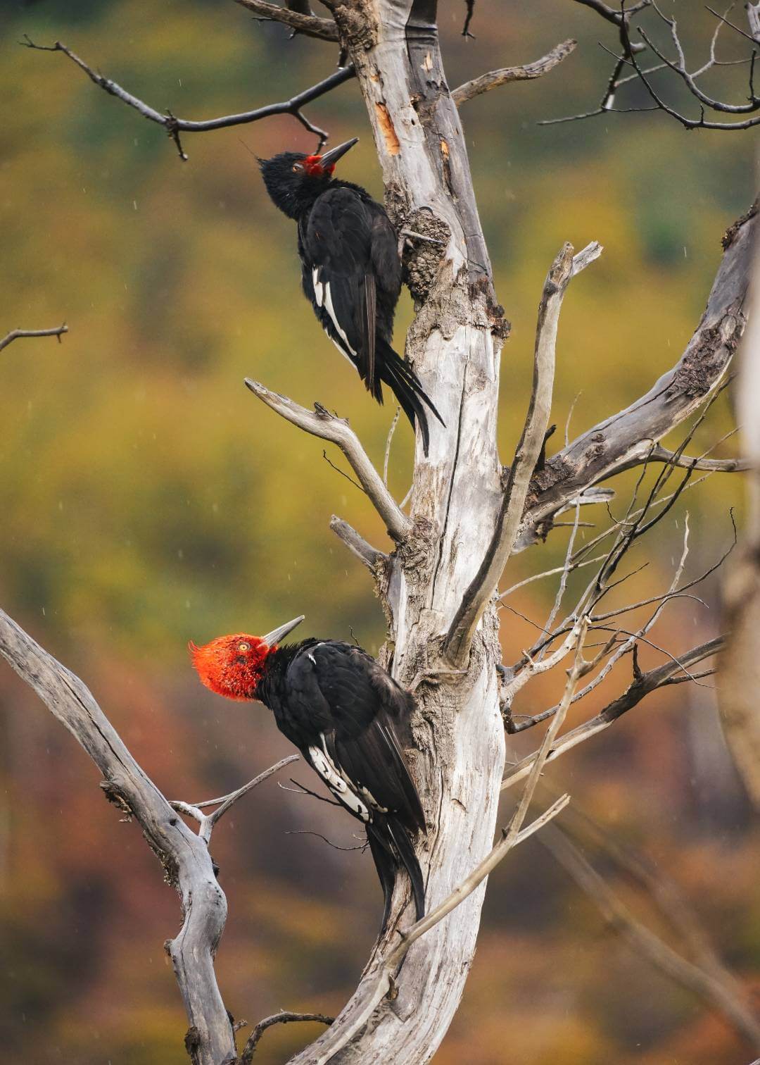 Pareja de carpinteros de magallanes