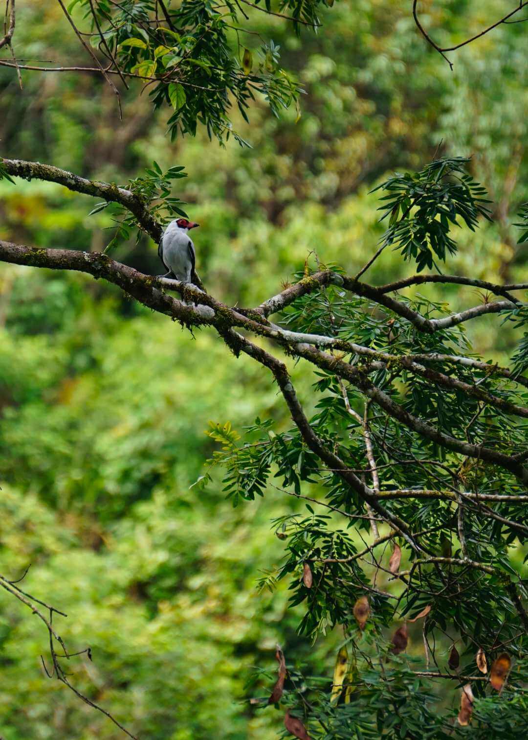 Qué ver en Semuc Champey