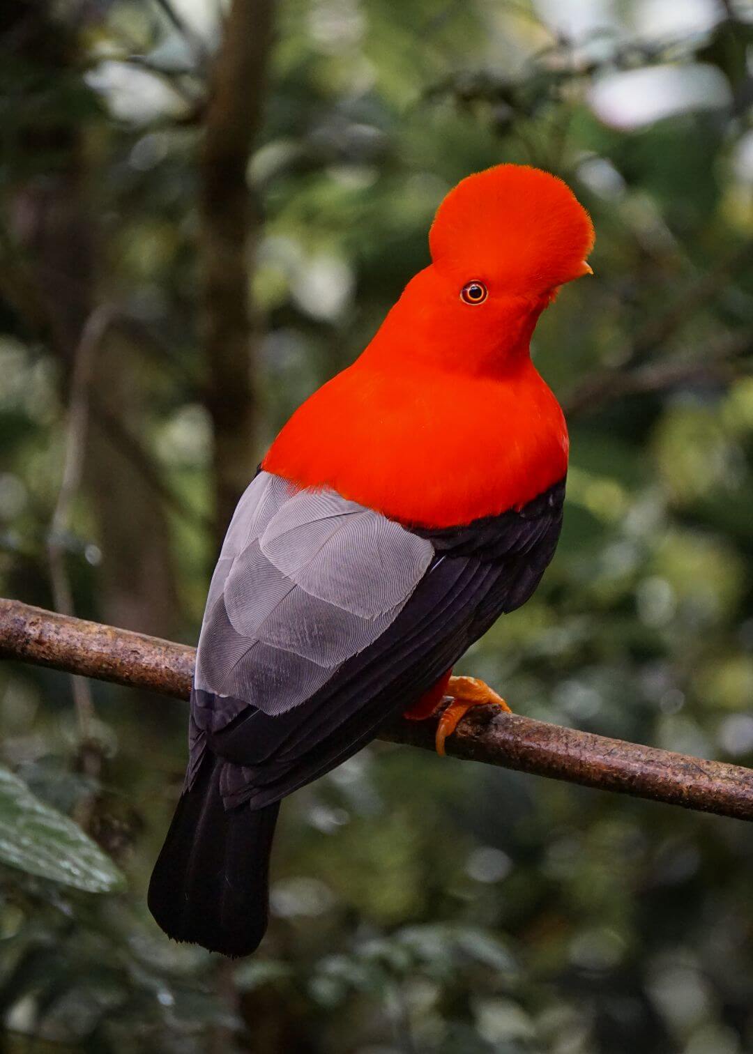 Gallito de roca andino