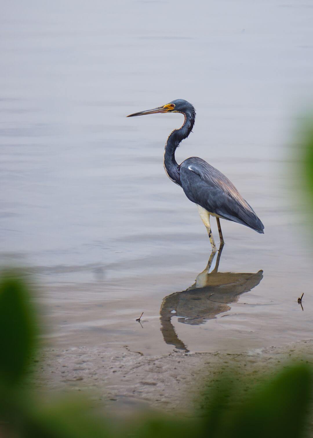 Garza tricolor