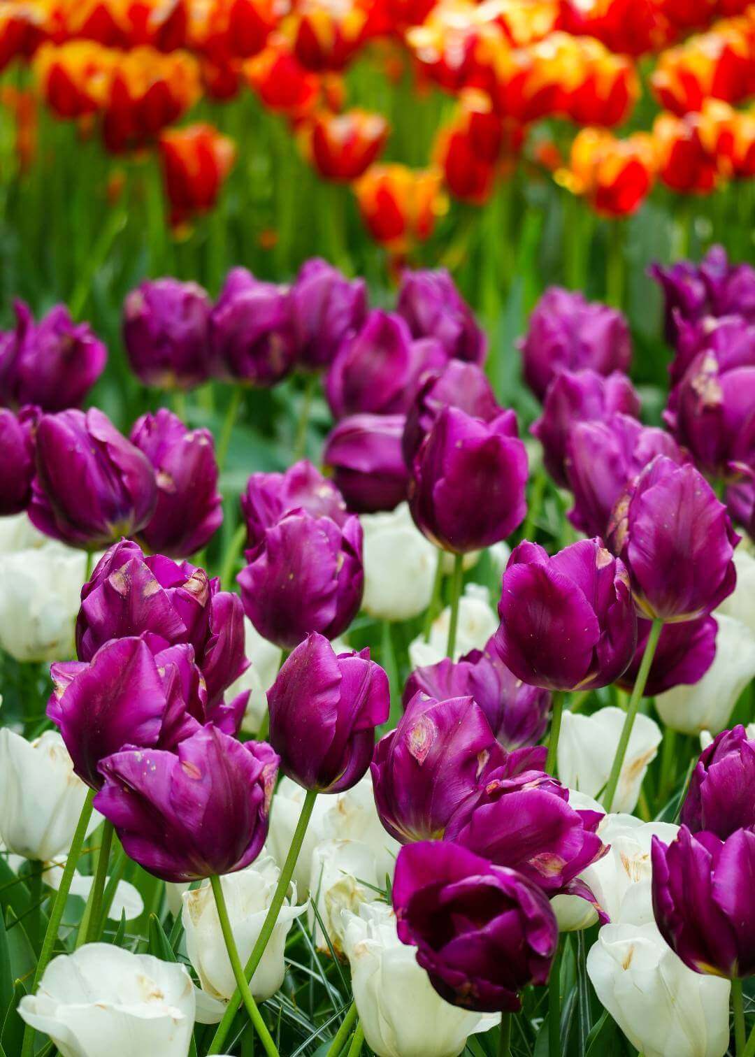 Campo de tulipanes cerca a Ámsterdam
