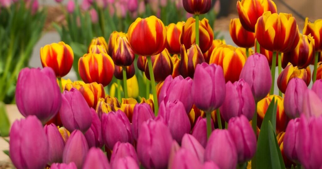 Campo de tulipanes de Keukenhof
