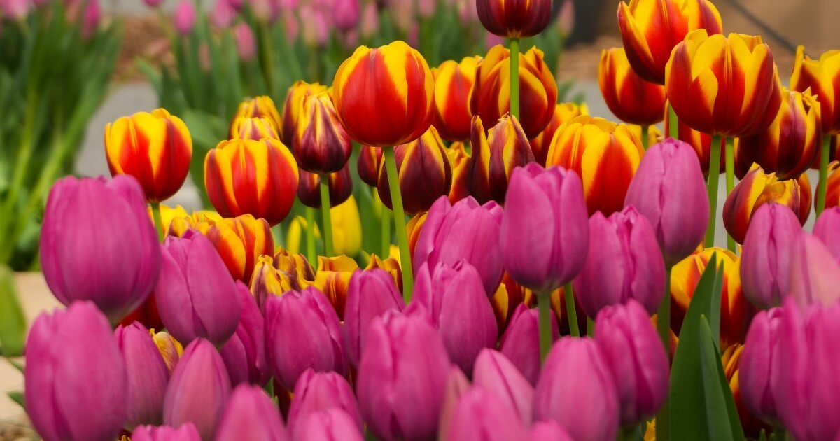 Campo de tulipanes de Keukenhof