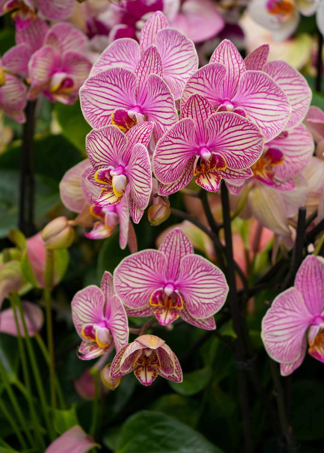 Jardín Keukenhof