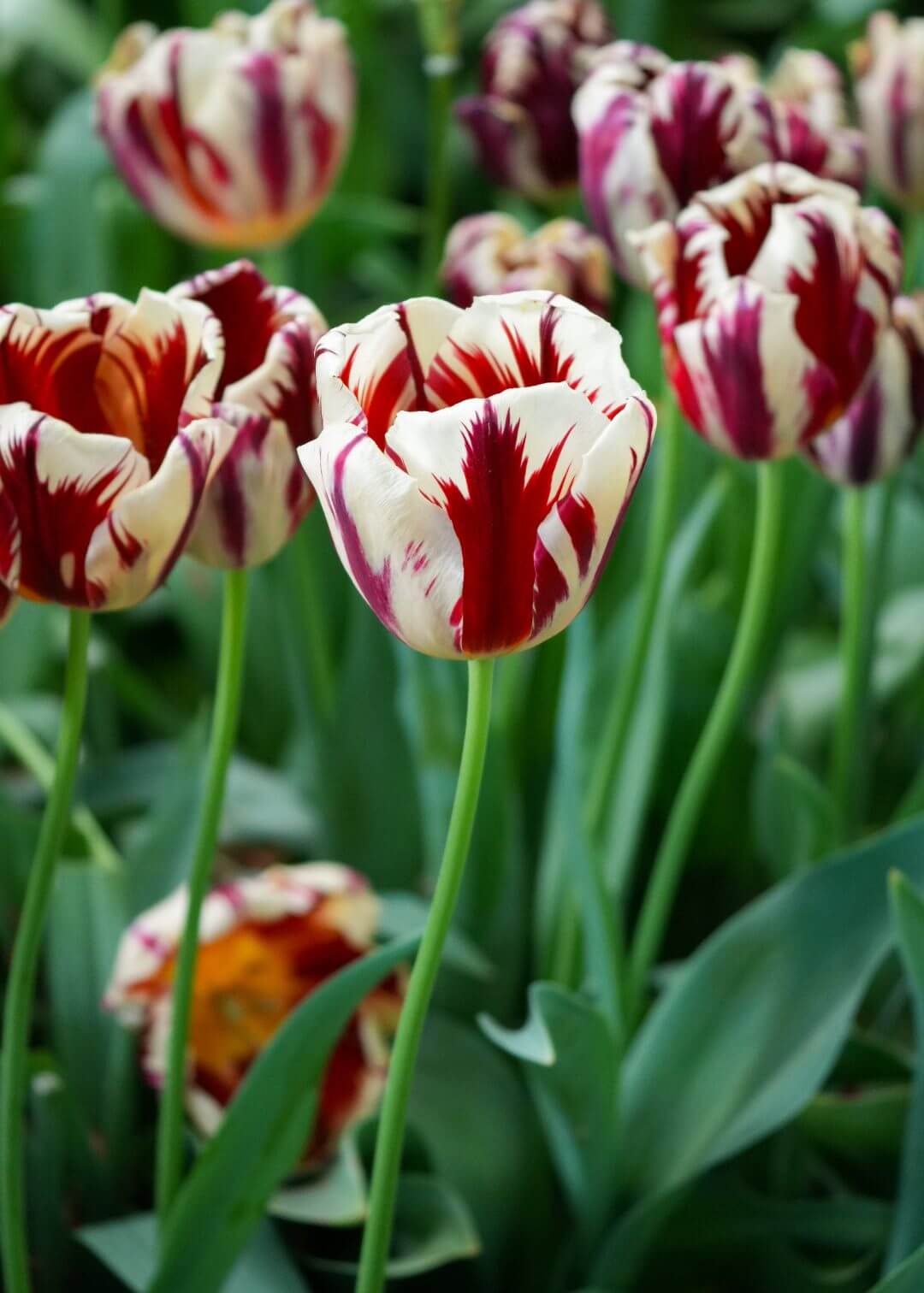 Tour al jardín de Keukenhof desde Ámsterdam