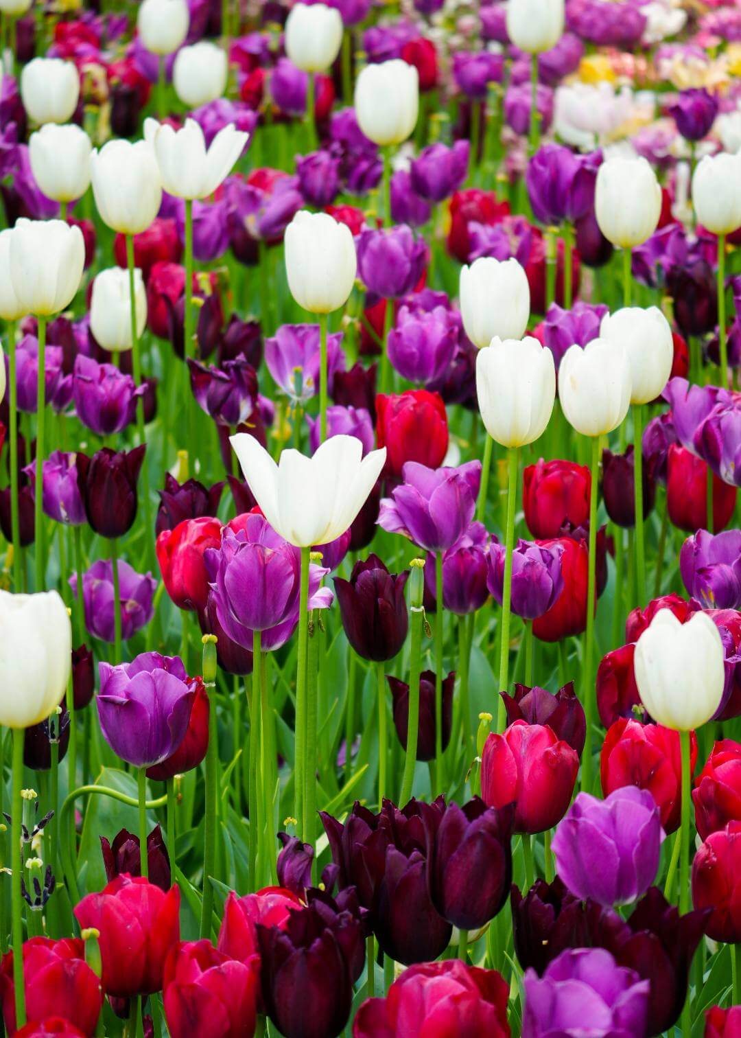 Consejos para visitar Keukenhof