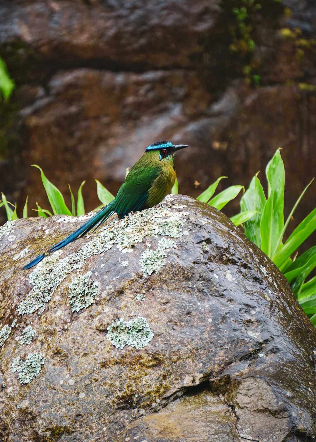 Barranquero