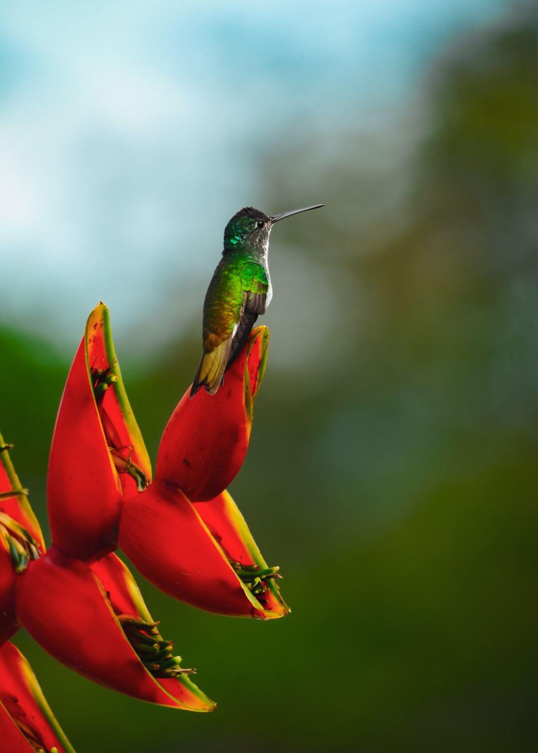 Colibrí sobre heliconia