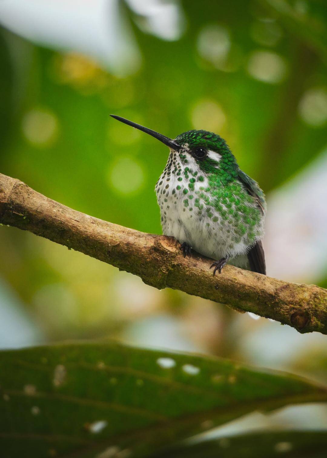 Colibrí