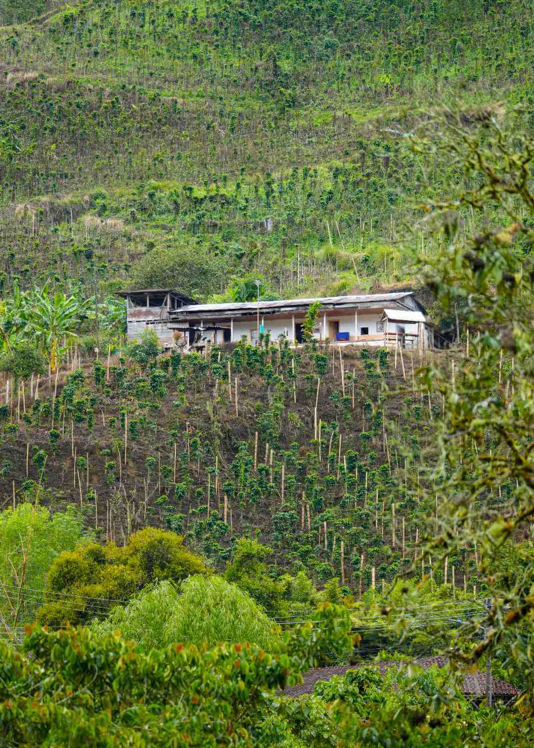 Finca cafetera