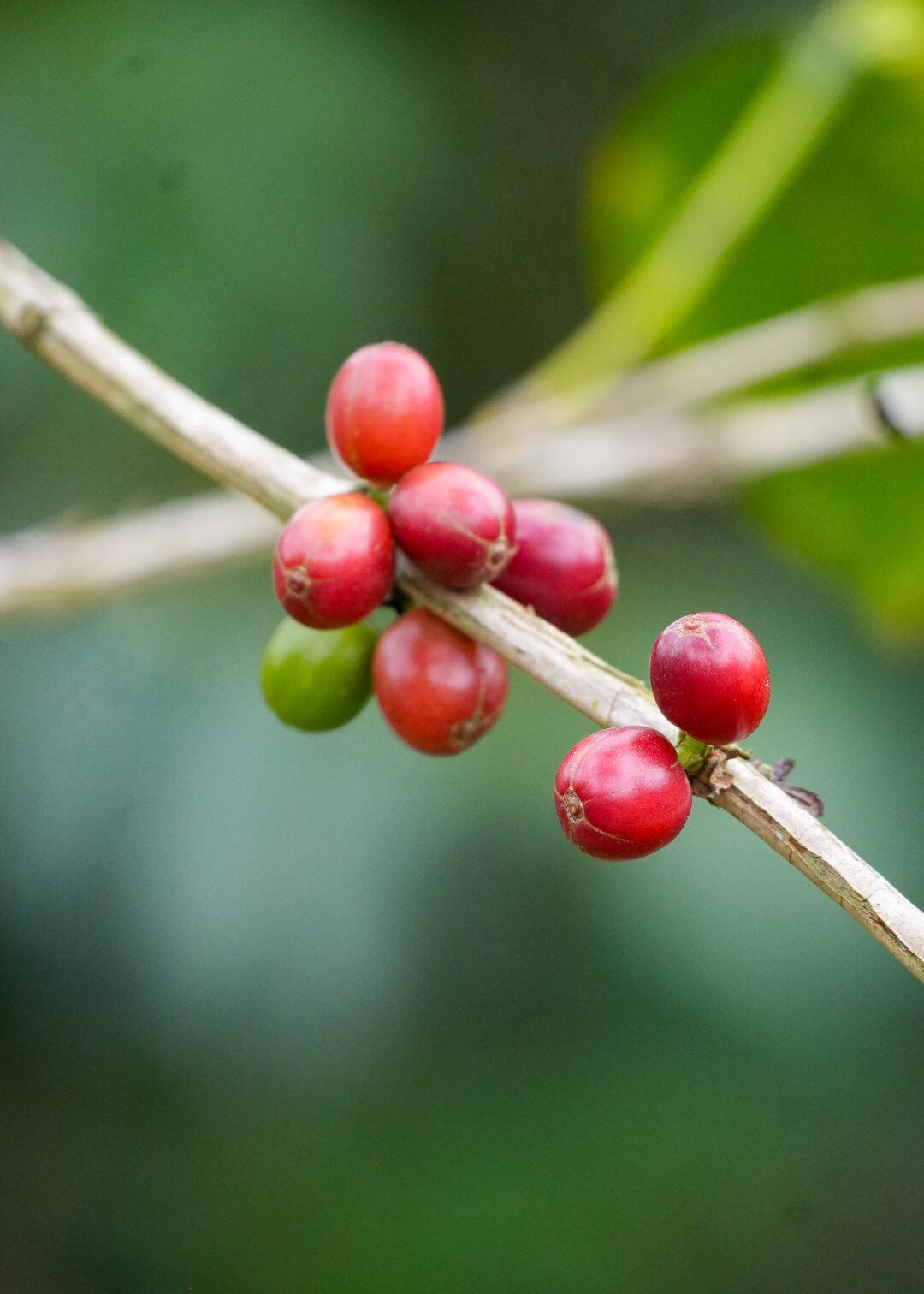 Frutos del café