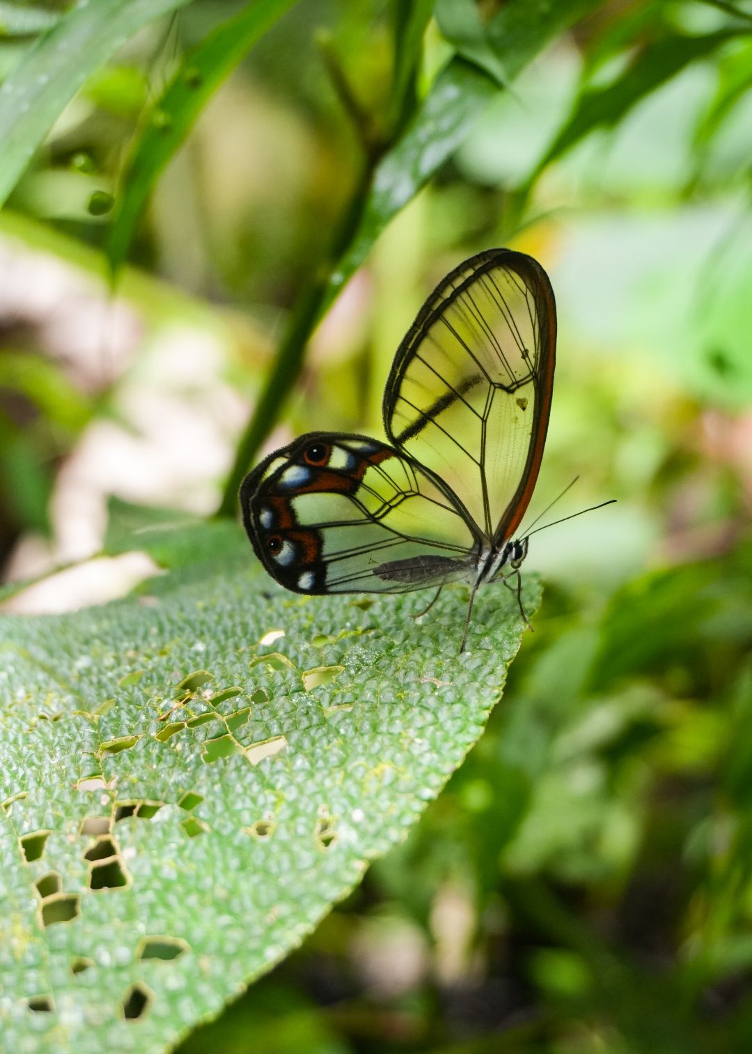 Mariposa de cristal