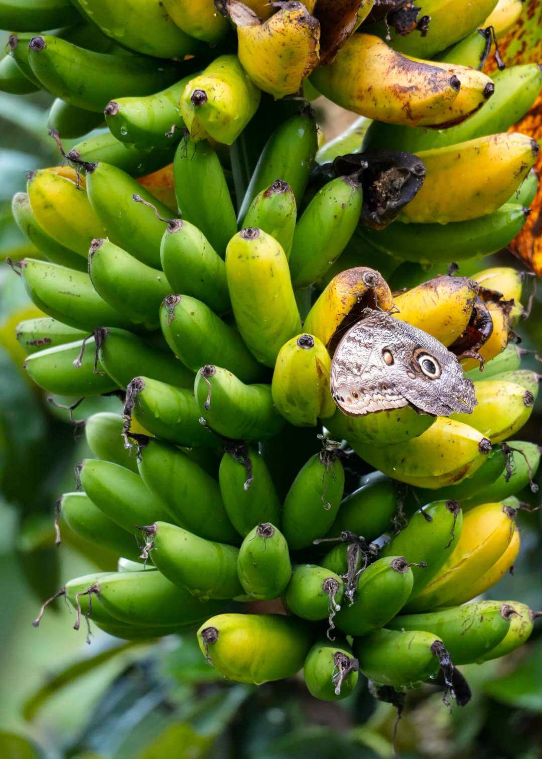 Mariposa sobre platanos
