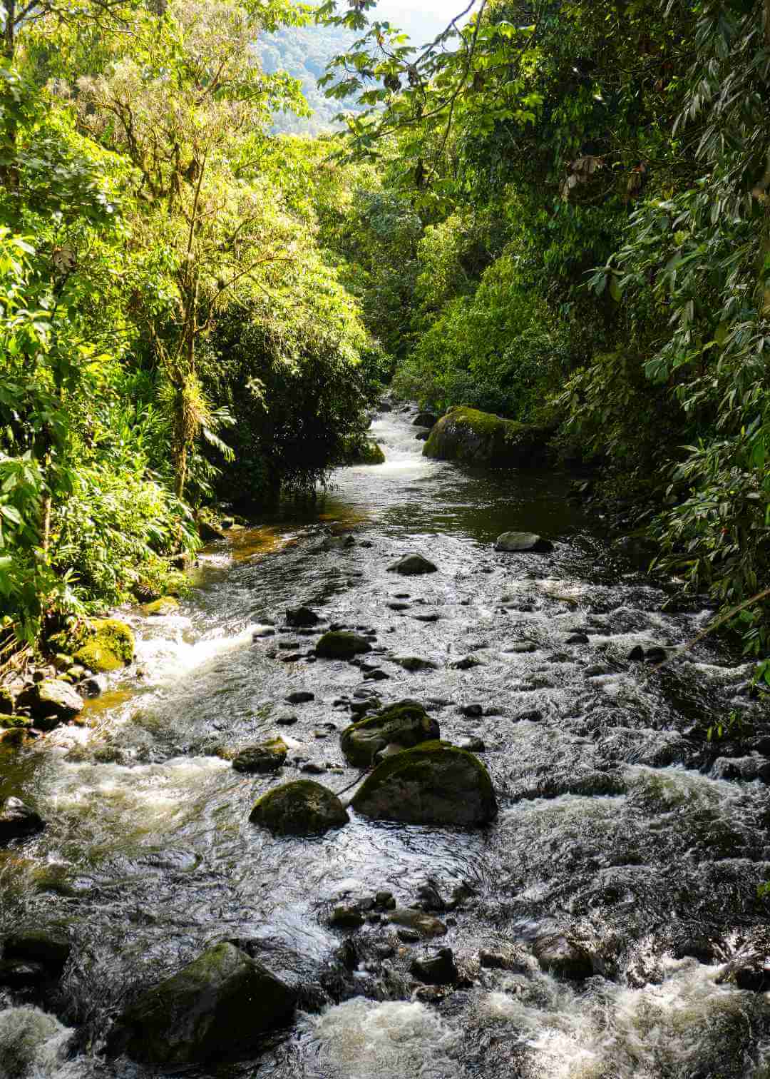 Río Otún