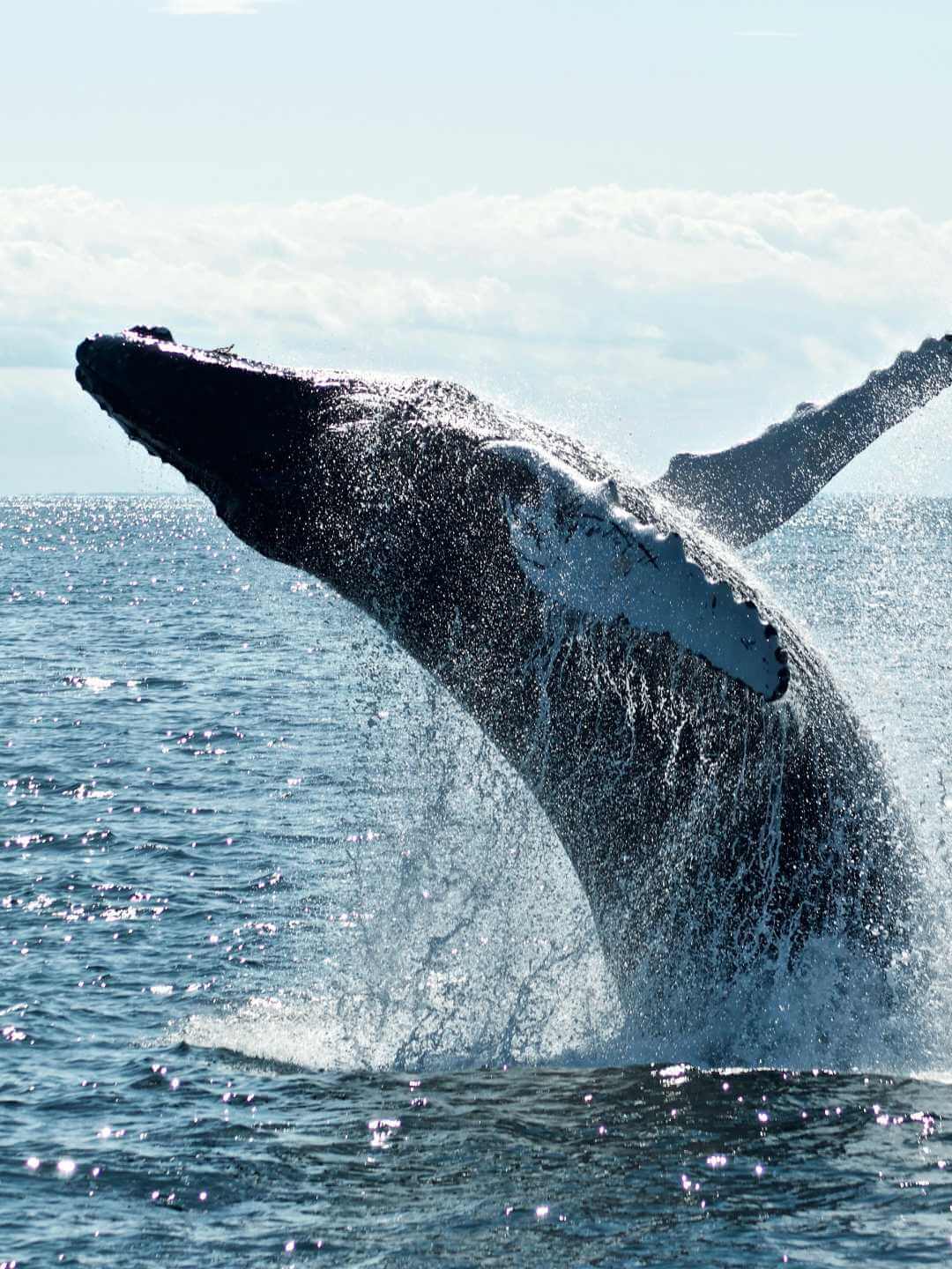 Ballena jorobada saltando
