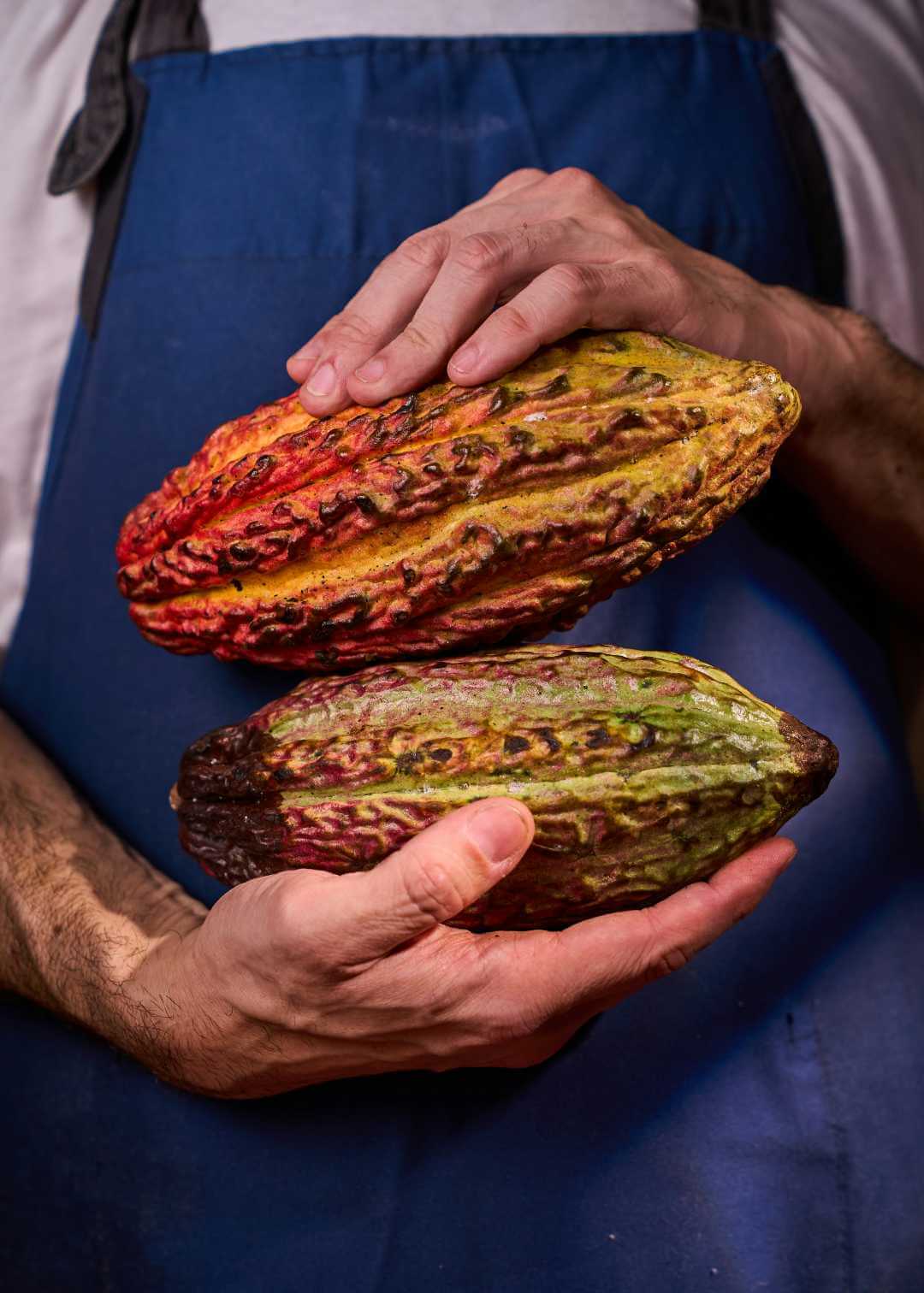 Fruto del cacao
