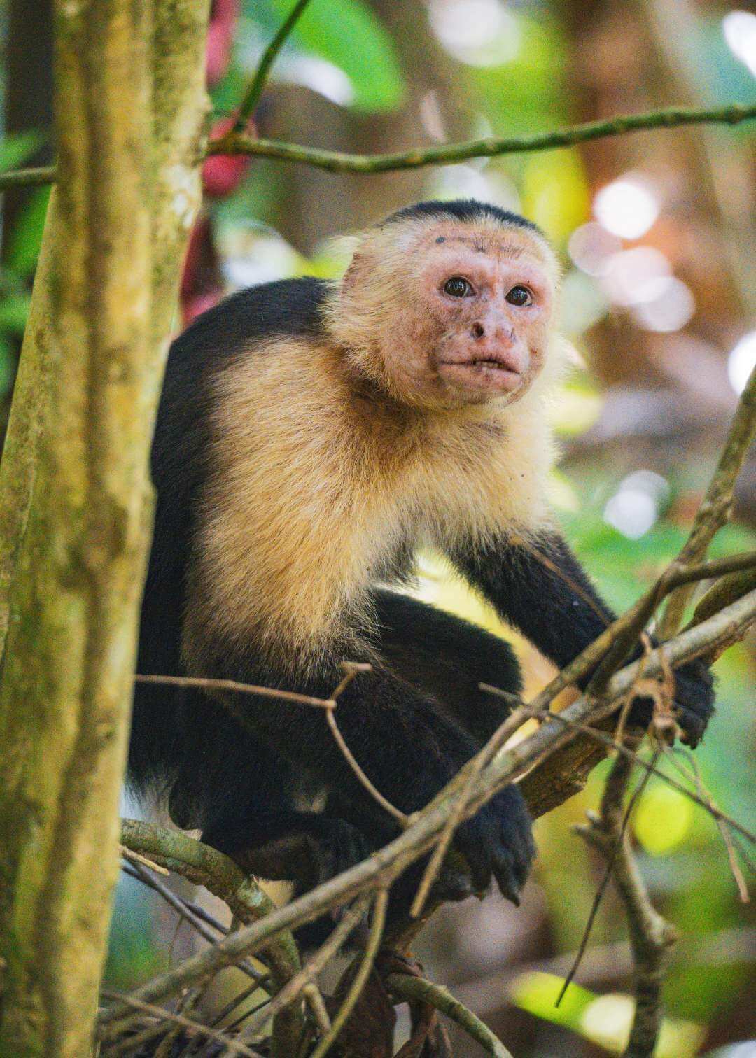 Mono en Isla Bastimentos