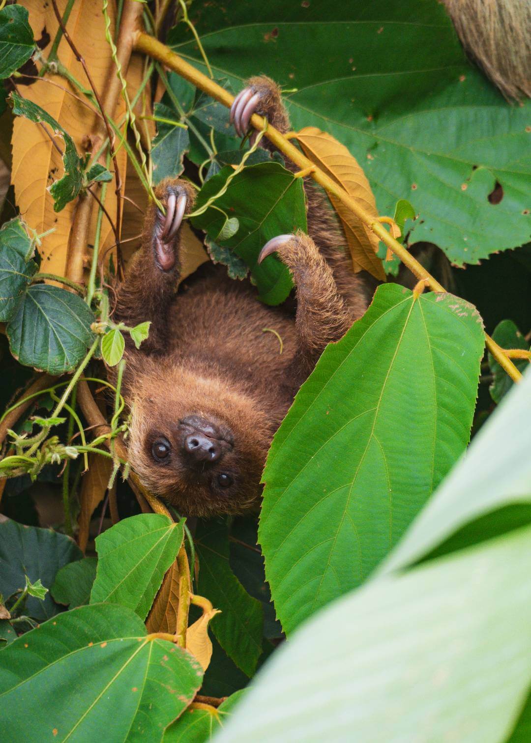 Oso perezoso en Bocas del Toro