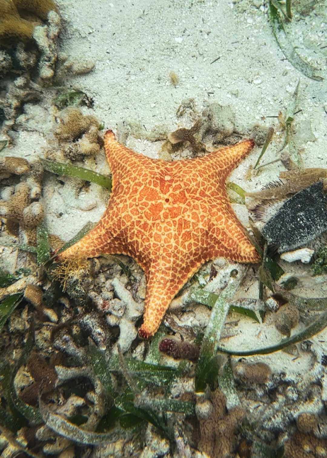 Qué ver en Bocas del Toro