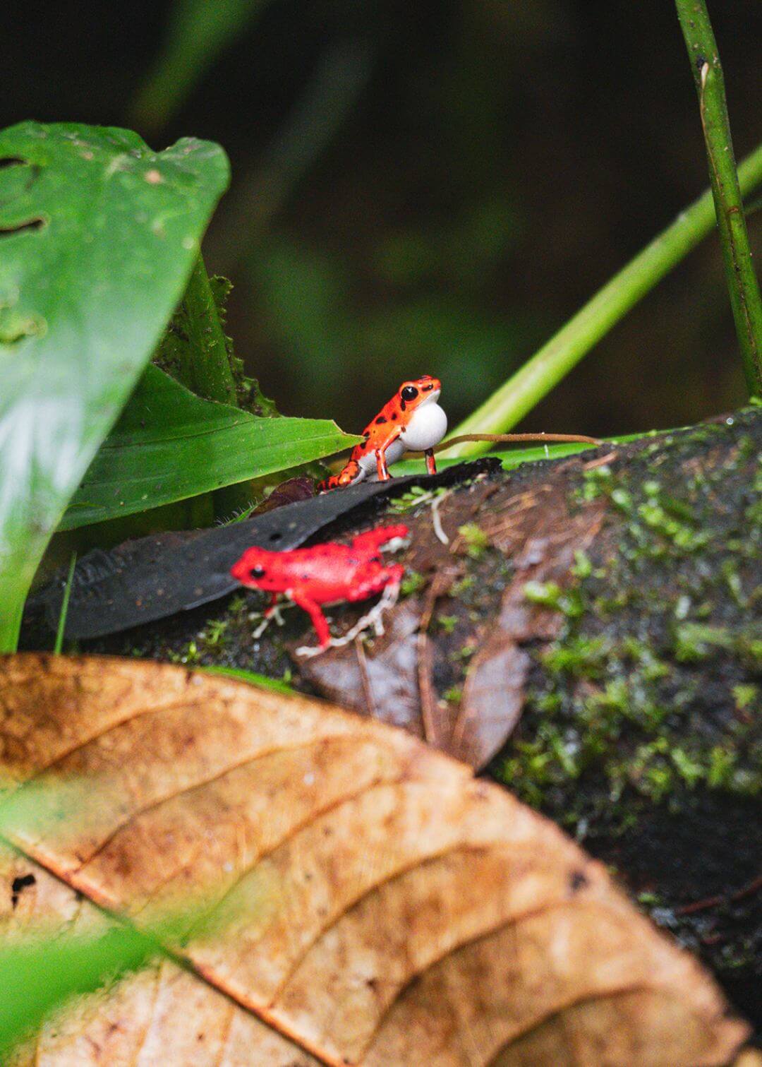 Rana venenosa de fresa