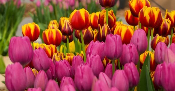Campo de tulipanes de Keukenhof