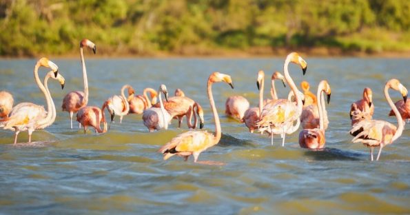 Flamencos rosados en laguna de Camarones