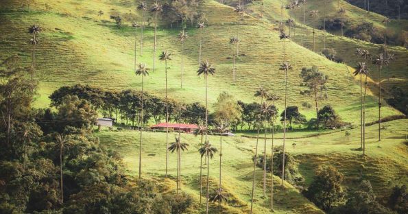 Fotos del Valle del Cocora