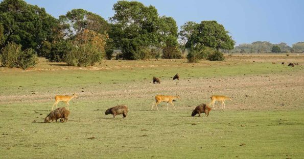 Lugares para visitar en los Llanos Orientales en Colombia