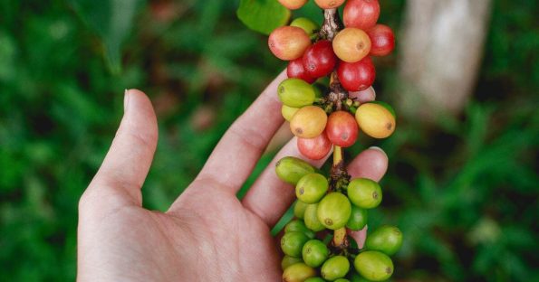 Qué ver en el Eje Cafetero